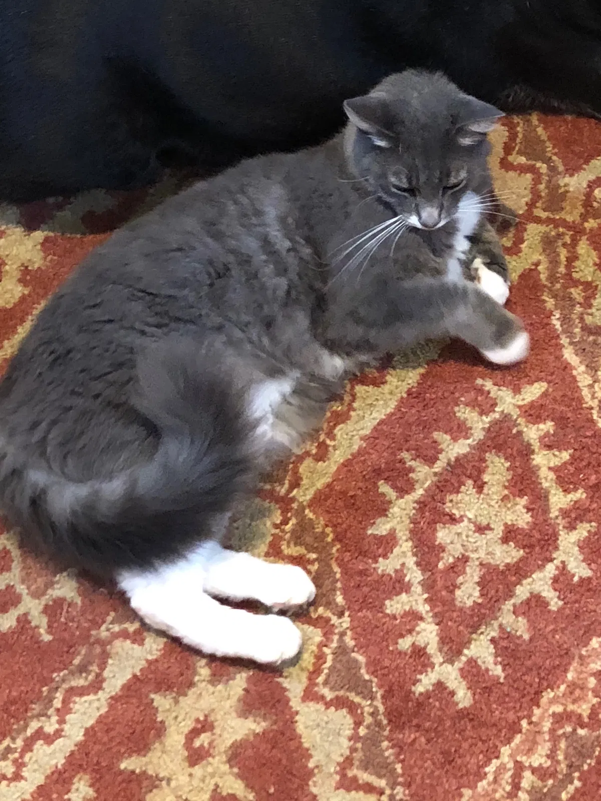 Lost cat in Jackson, MS, 39216