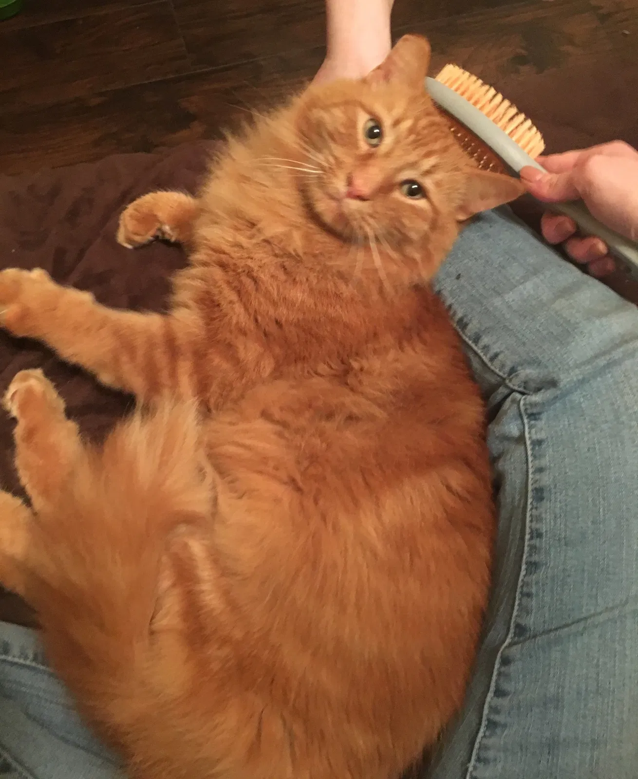 Lost cat in Starkville, MS, 39759