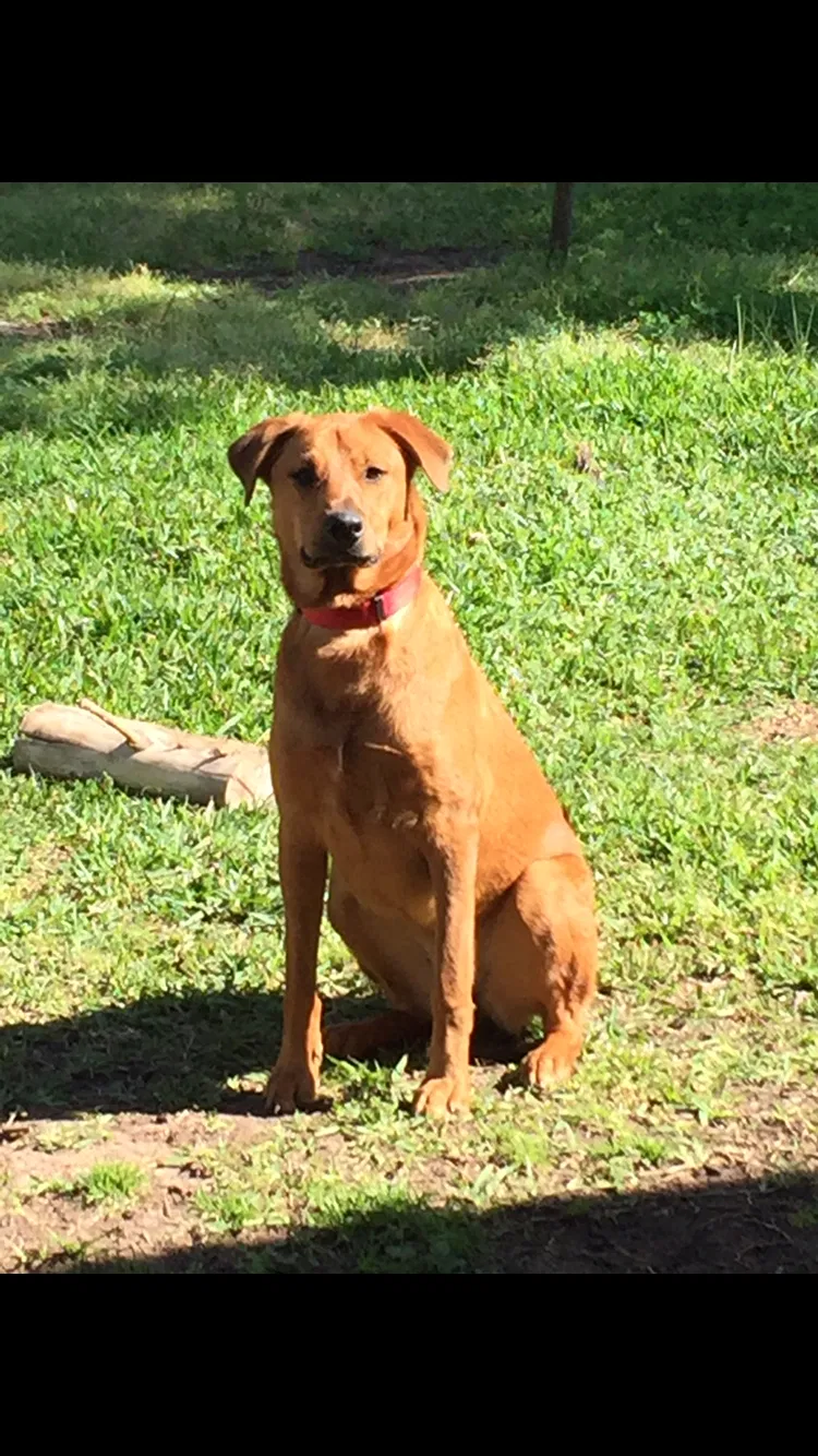 Lost dog in Sugar Land, TX, 77498