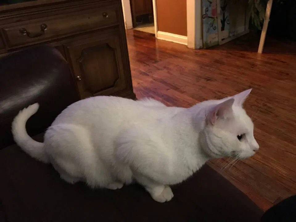 Lost cat in Wilmington, DE, 19805