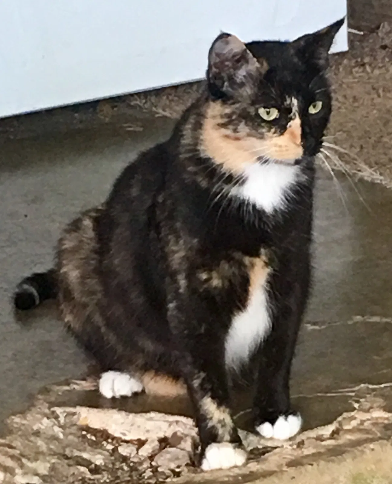 Lost cat in Conroe, TX, 77385