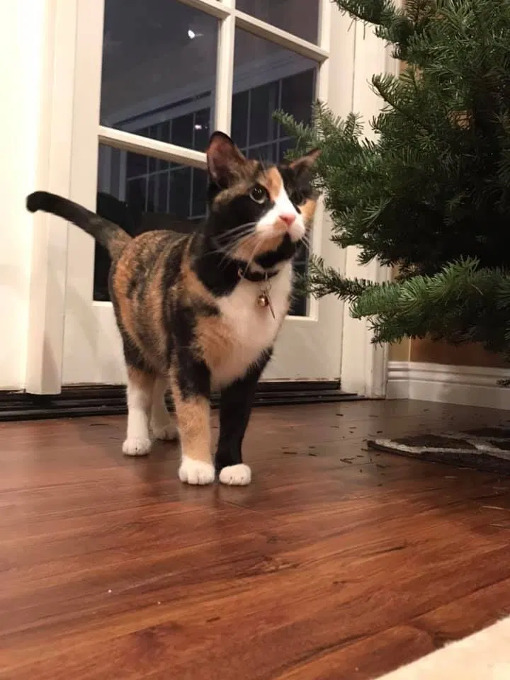 Lost cat in Anaheim, CA, 92806