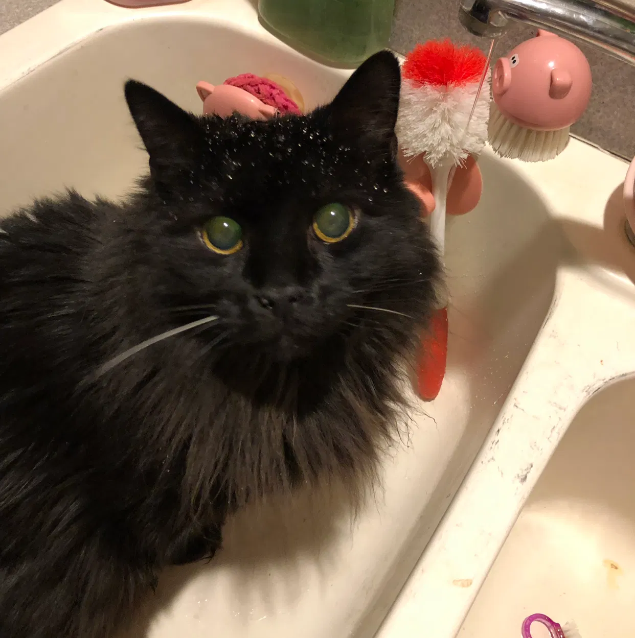 Lost cat in Lake Geneva, WI, 53147
