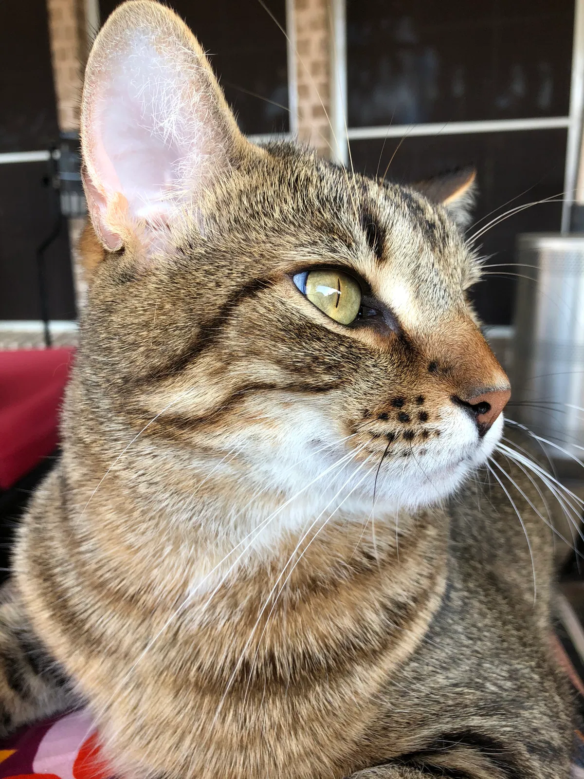 Lost cat in Denton, TX, 76208