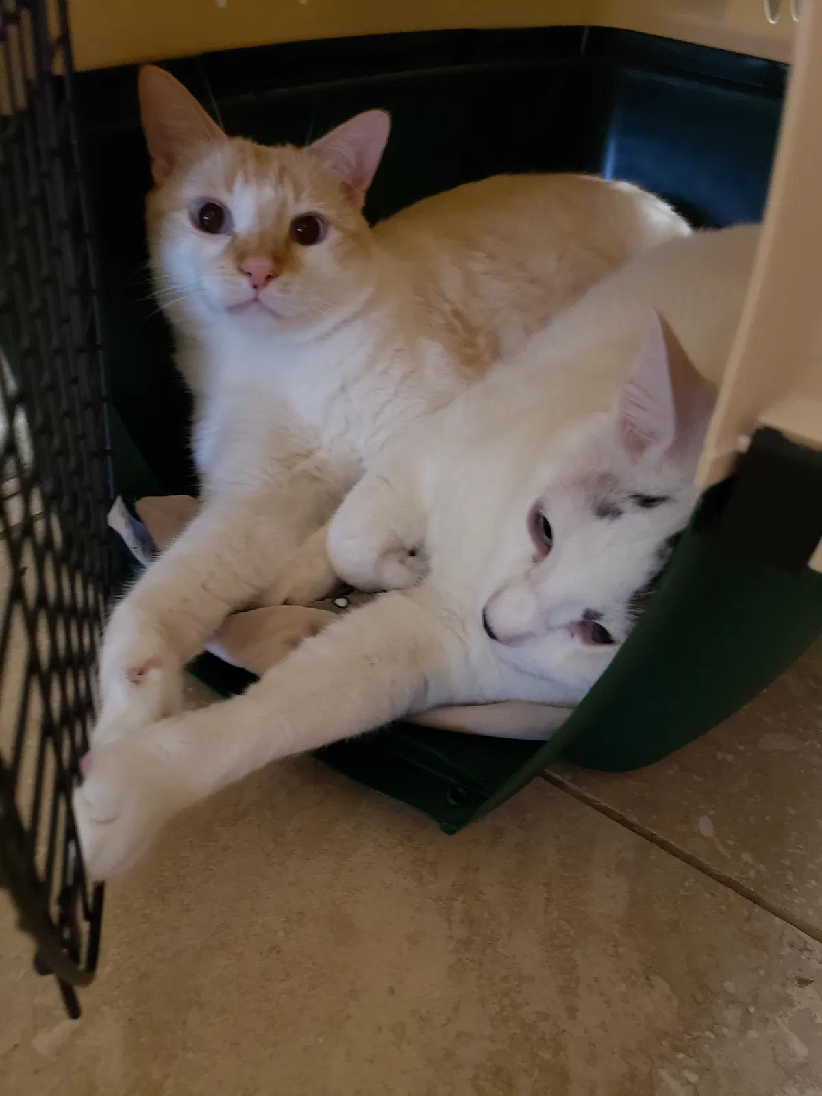 Lost cat in Richlands, NC, 28574
