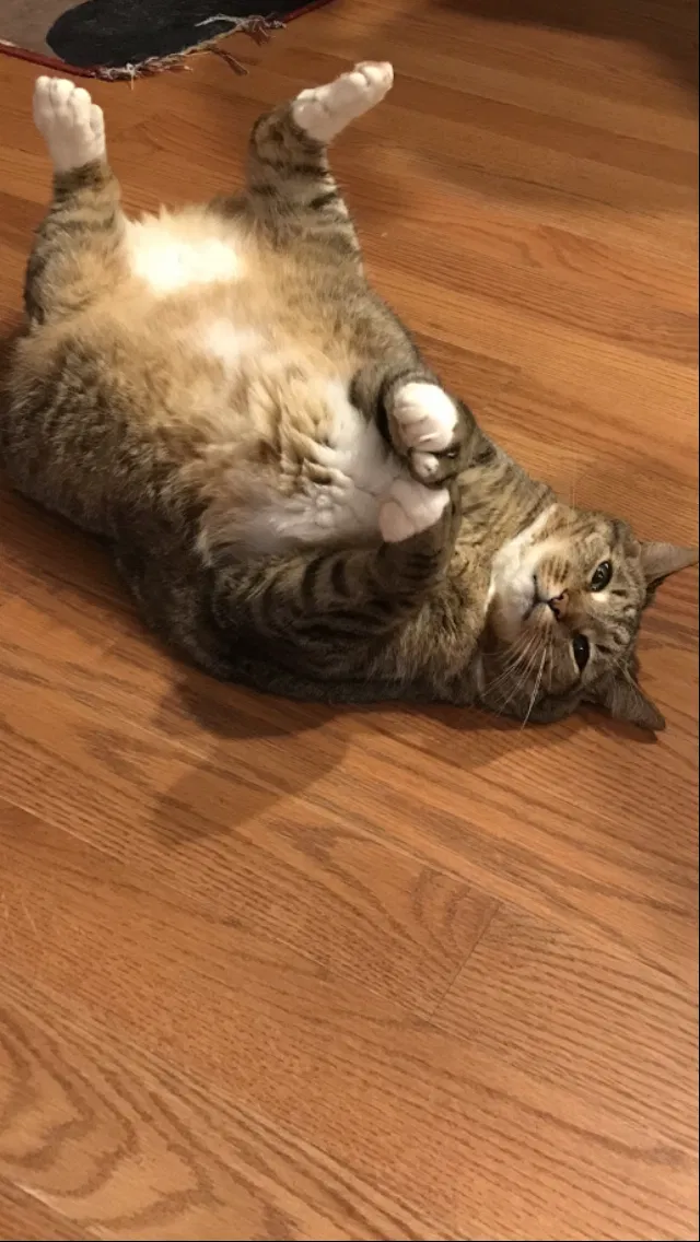 Lost cat in Sneads Ferry, NC, 28460