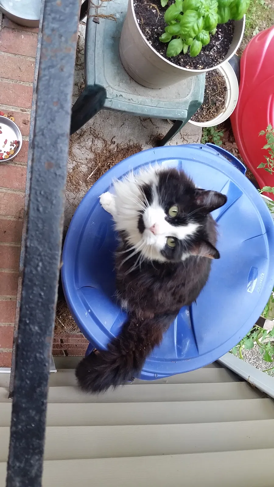 Lost cat in Greensboro, NC, 27405