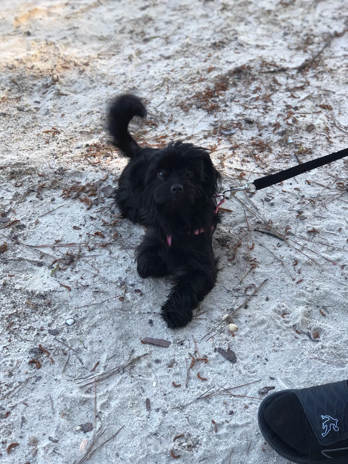Lost dog in Macon, GA, 31210