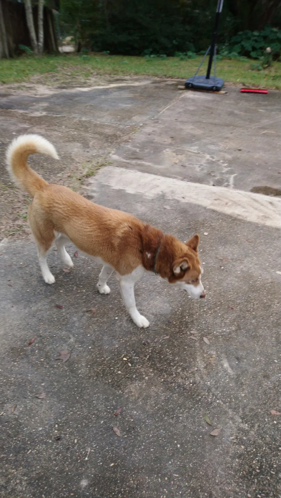 Lost dog in Irvington, AL, 36544