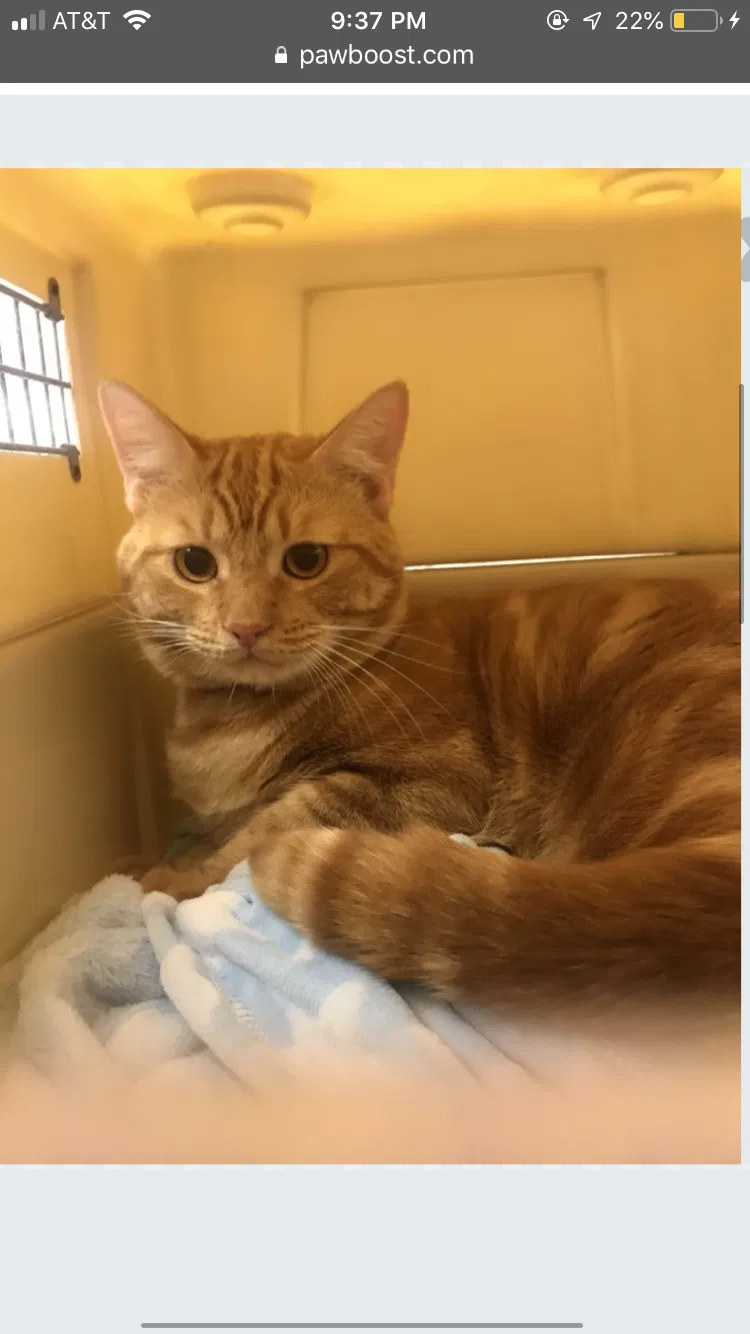 Lost cat in Fullerton, CA, 92831