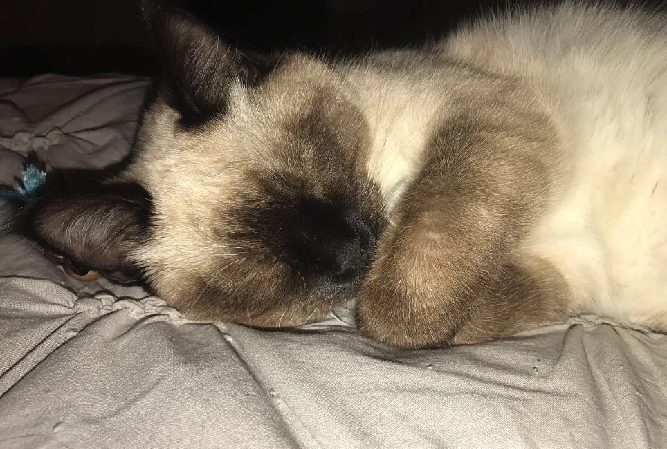 Lost cat in Albuquerque, NM, 87114
