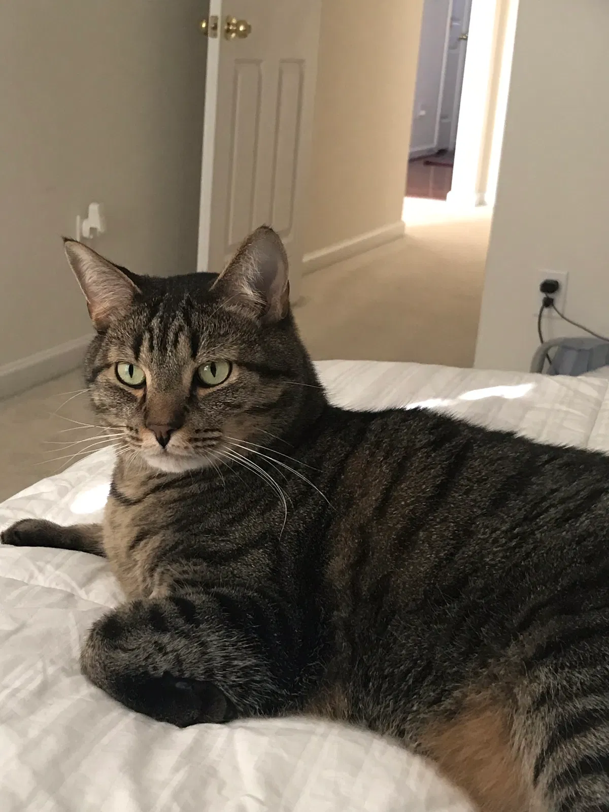 Lost cat in Fort Mill, SC, 29707