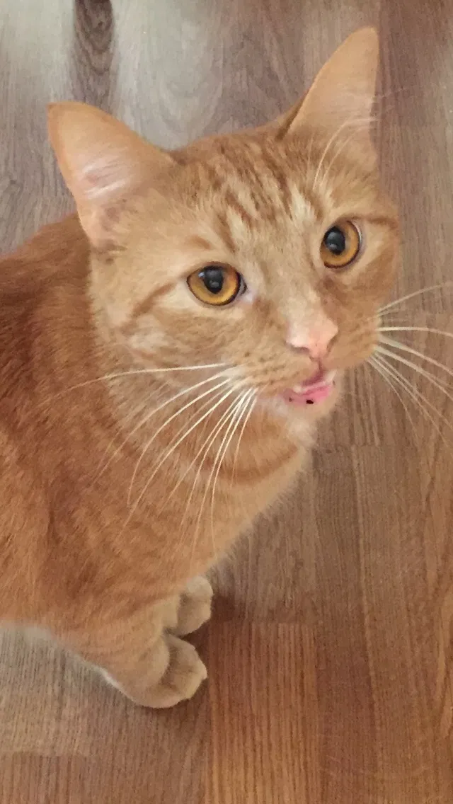 Lost cat in Hickory, NC, 28601