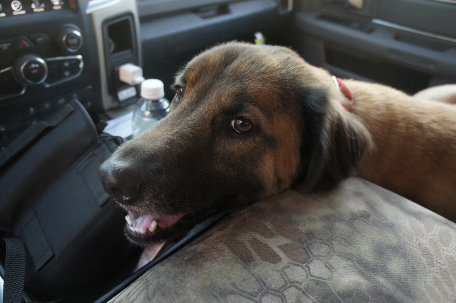 Lost dog in Tuscumbia, AL, 35674