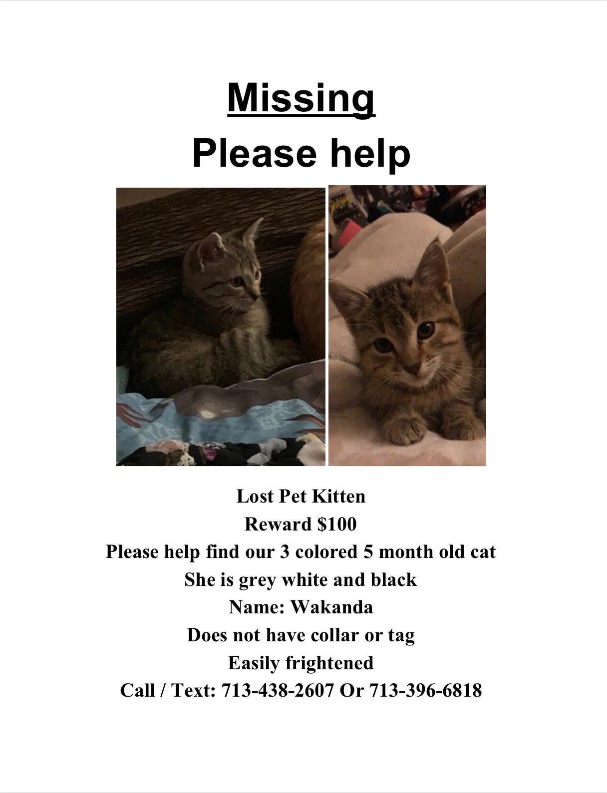 Lost cat in Spring, TX, 77379