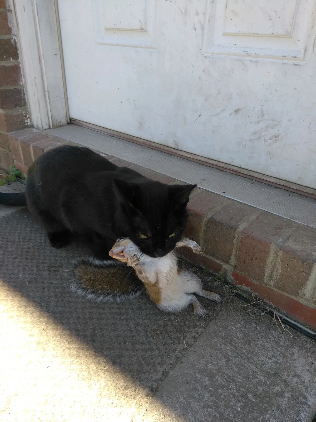 Lost cat in Eden, NC, 27288