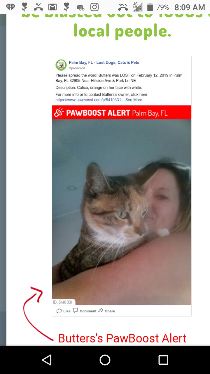 Lost cat in Palm Bay, FL, 32905