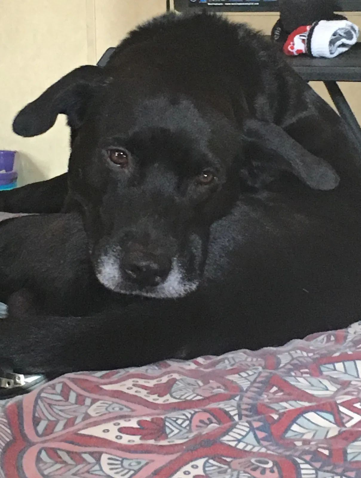 Lost dog in Bivins, TX, 75555