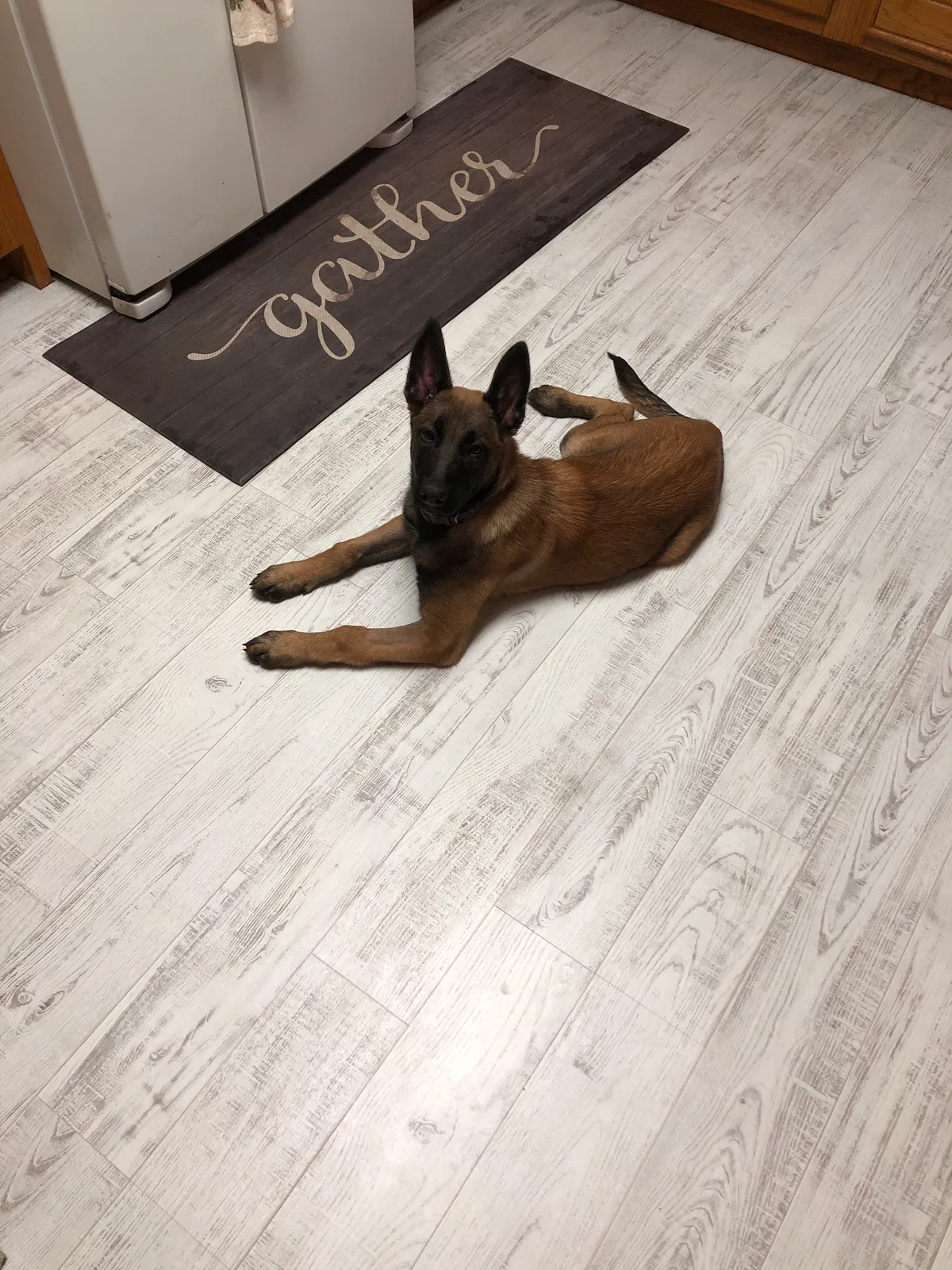 Lost dog in Cullman, AL, 35058