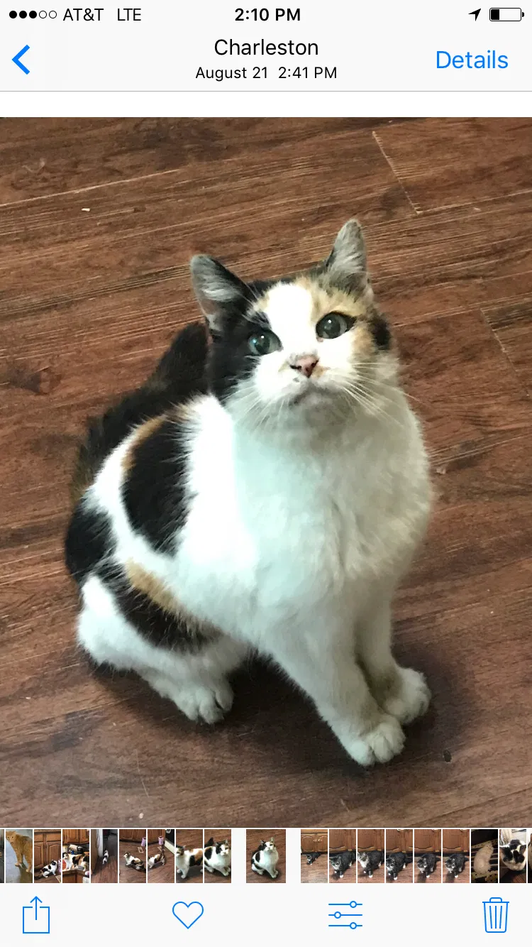 Lost cat in Charleston, WV, 25311