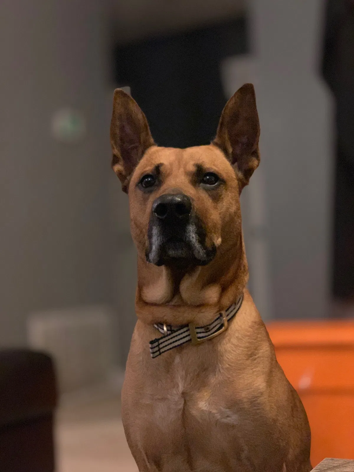 Lost dog in Pensacola, FL, 32507