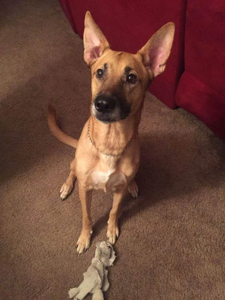 Lost dog in Tallahassee, FL, 32304