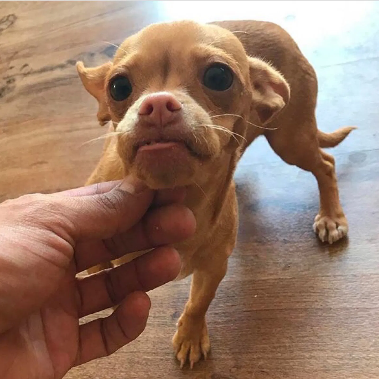Lost dog in Patterson, CA, 95363