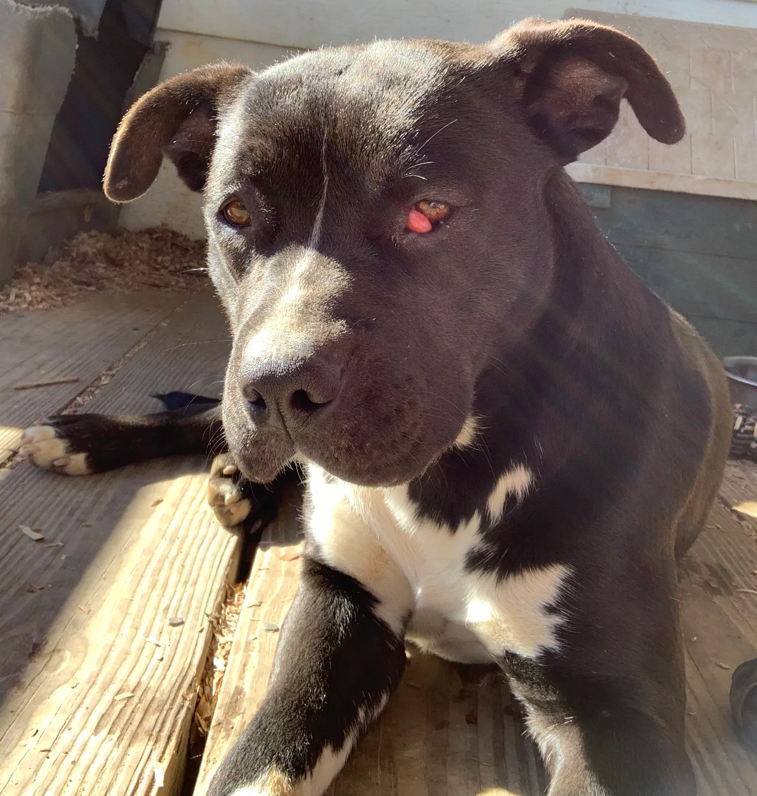 Lost dog in Spartanburg, SC, 29303