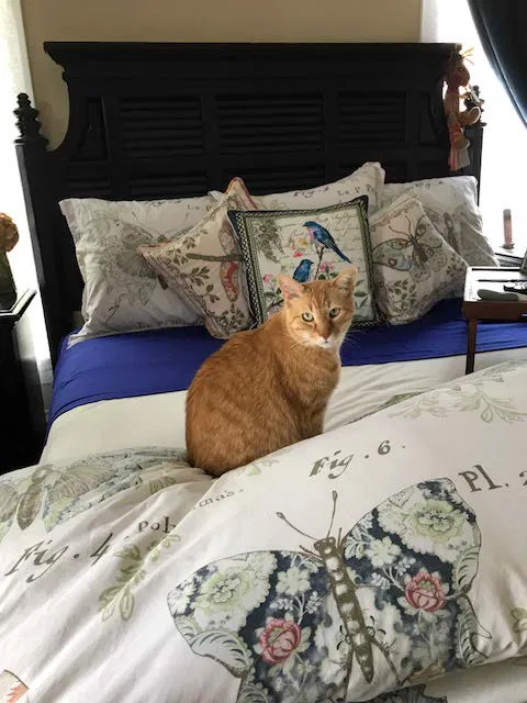 Lost cat in Sanford, FL, 32771