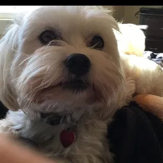 Lost dog in Richmond, CA, 94801