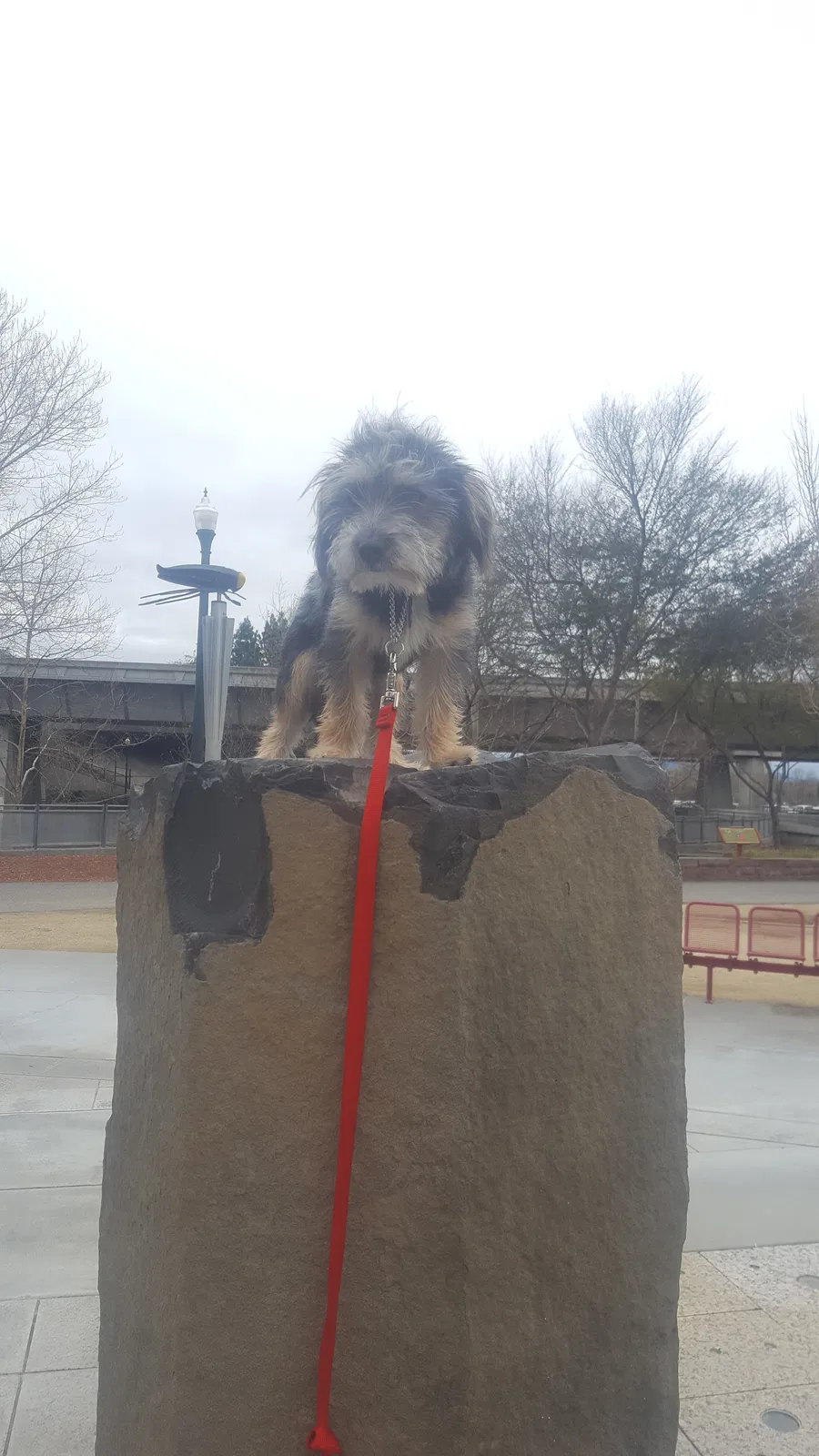 Lost dog in San Francisco, CA, 94132