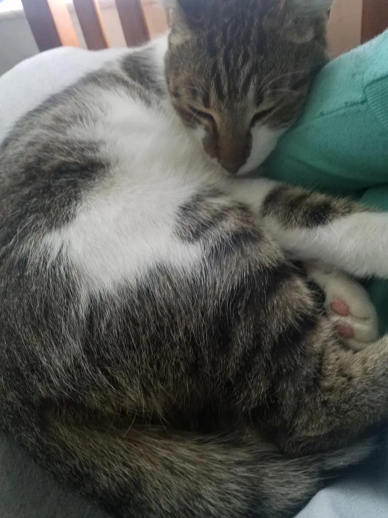 Lost cat in Dunnellon, FL, 34434