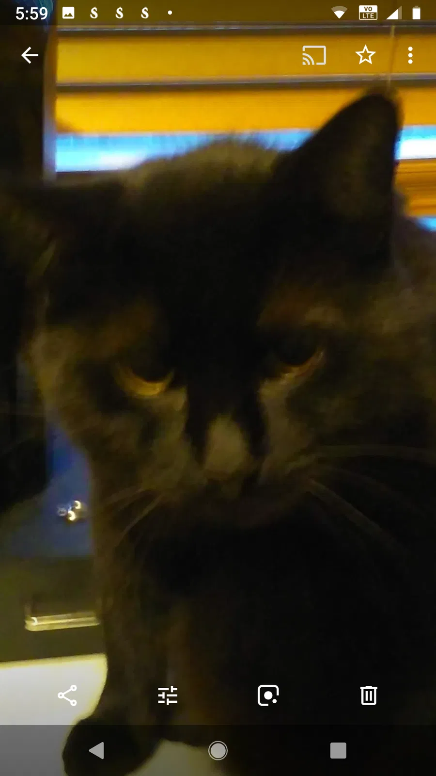 Lost cat in Williamstown, NJ, 8094