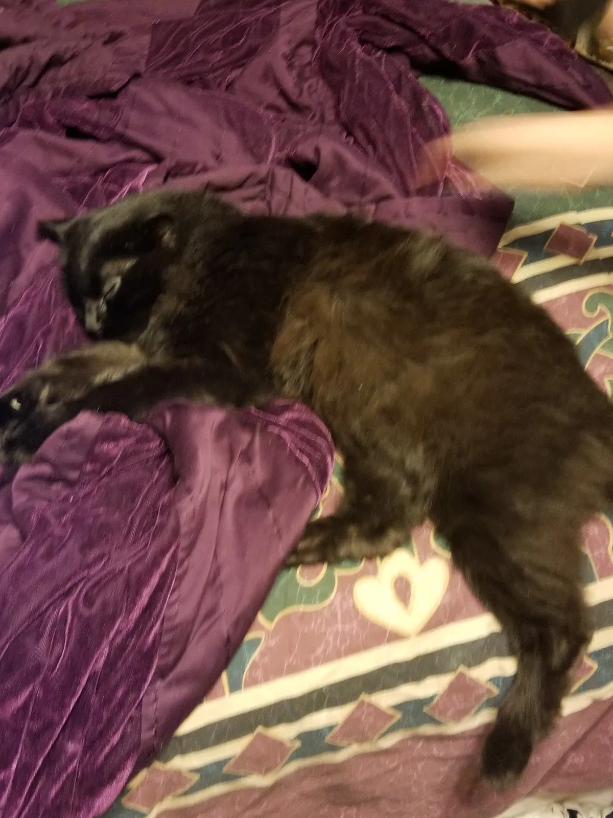 Lost cat in West Frankfort, IL, 62896