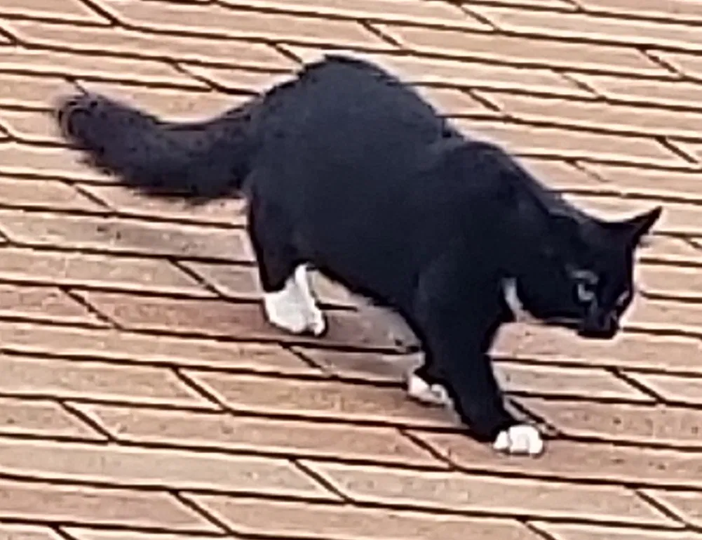 Lost cat in San Antonio, TX, 78231