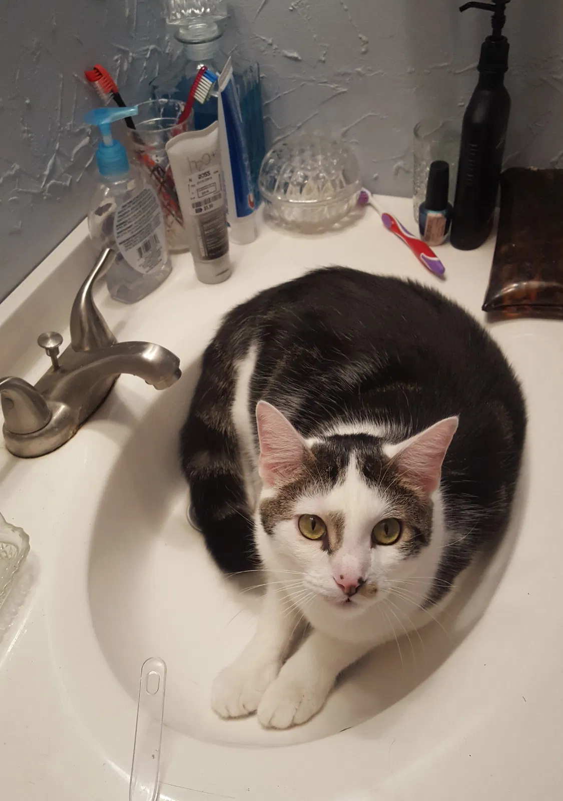 Lost cat in Longwood, FL, 32750