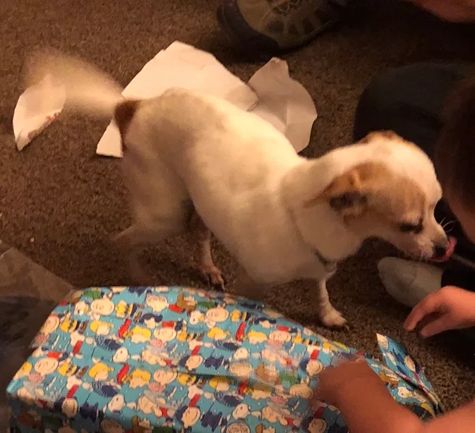 Lost dog in Lorain, OH, 44055