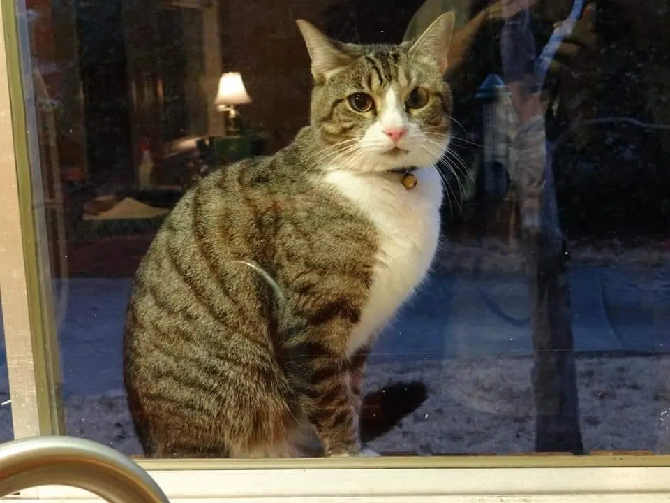 Lost cat in Birmingham, AL, 35216