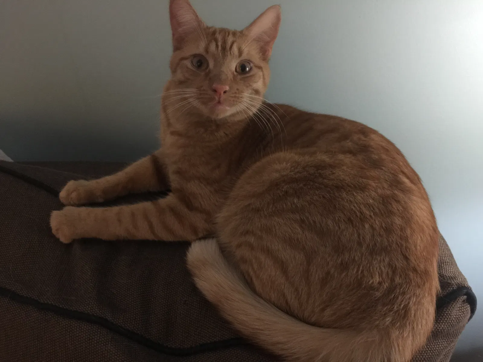 Lost cat in Glen Allen, VA, 23060
