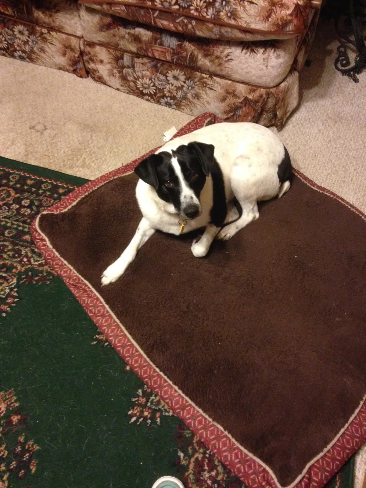 Lost dog in Linden, IA, 50146