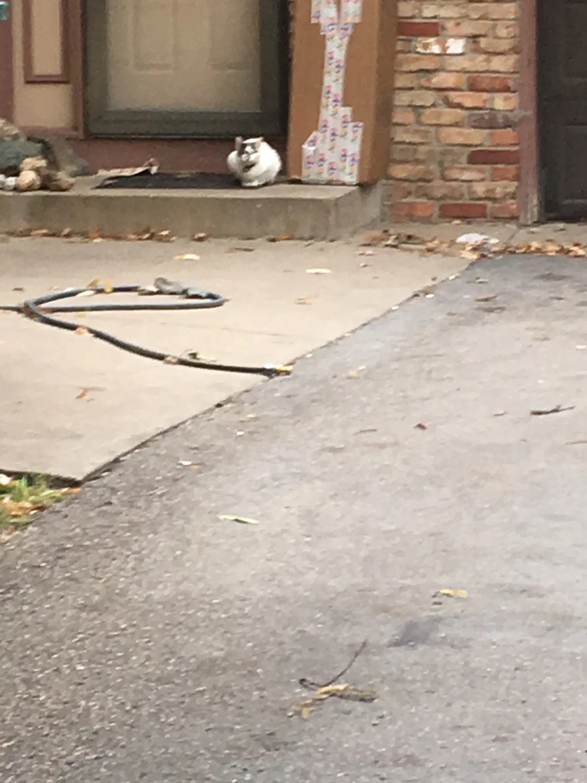 Lost cat in Minneapolis, MN, 55449