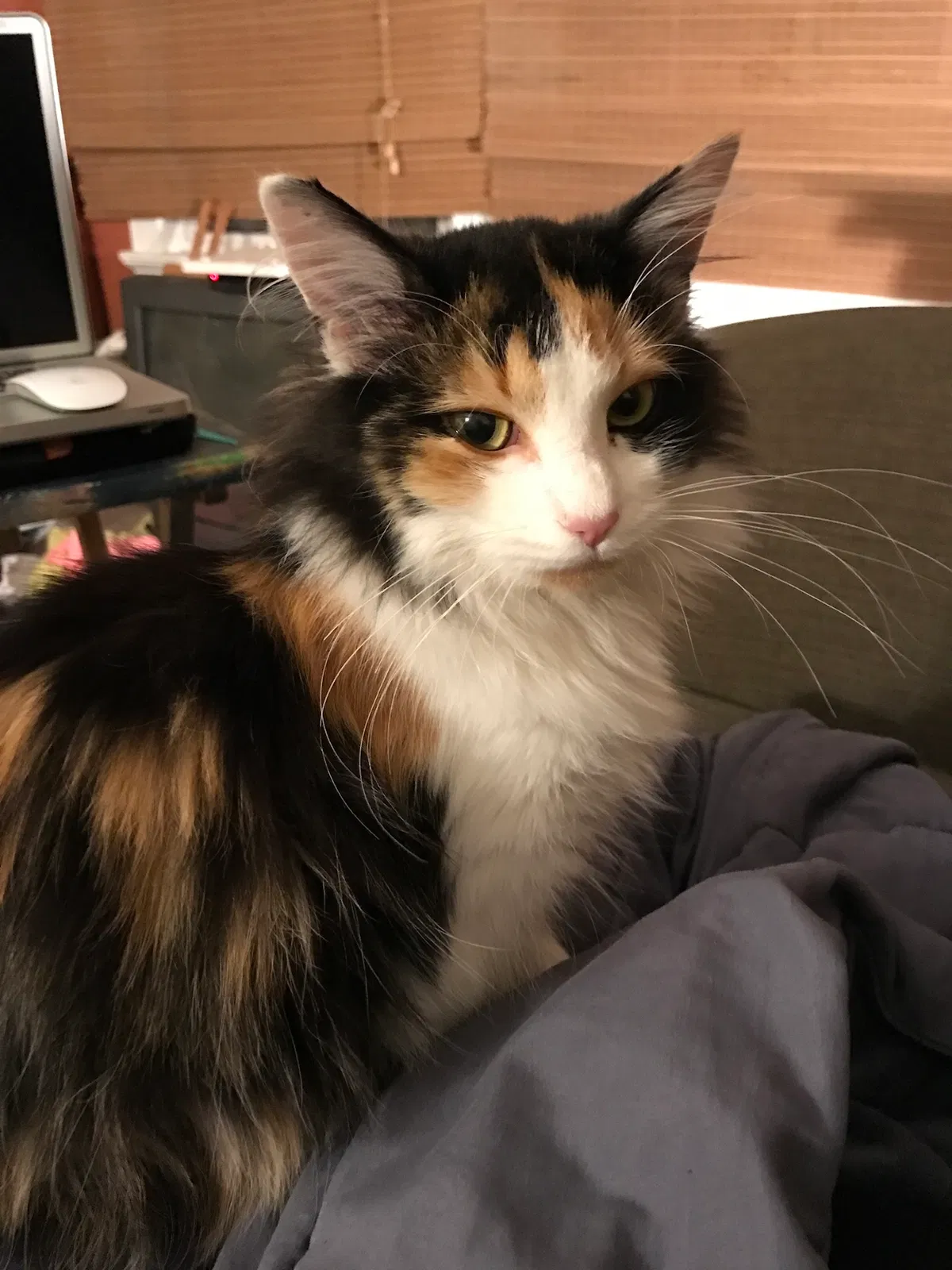 Lost cat in Knoxville, TN, 37917