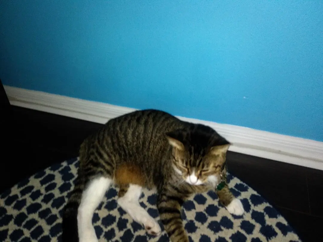 Lost cat in Brandon, FL, 33511