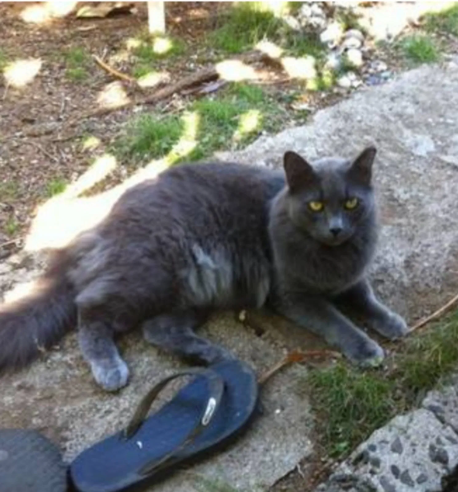 Missing Cat