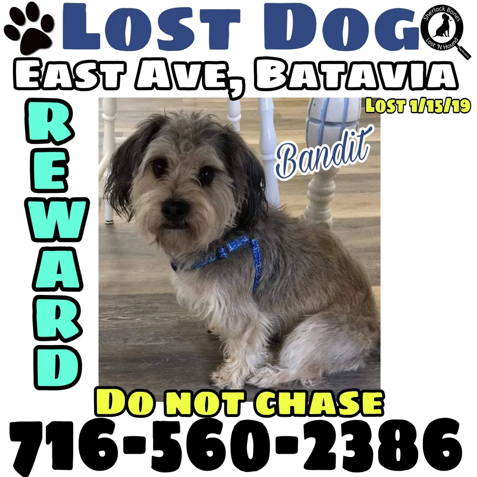 Lost dog in Batavia, NY, 14020