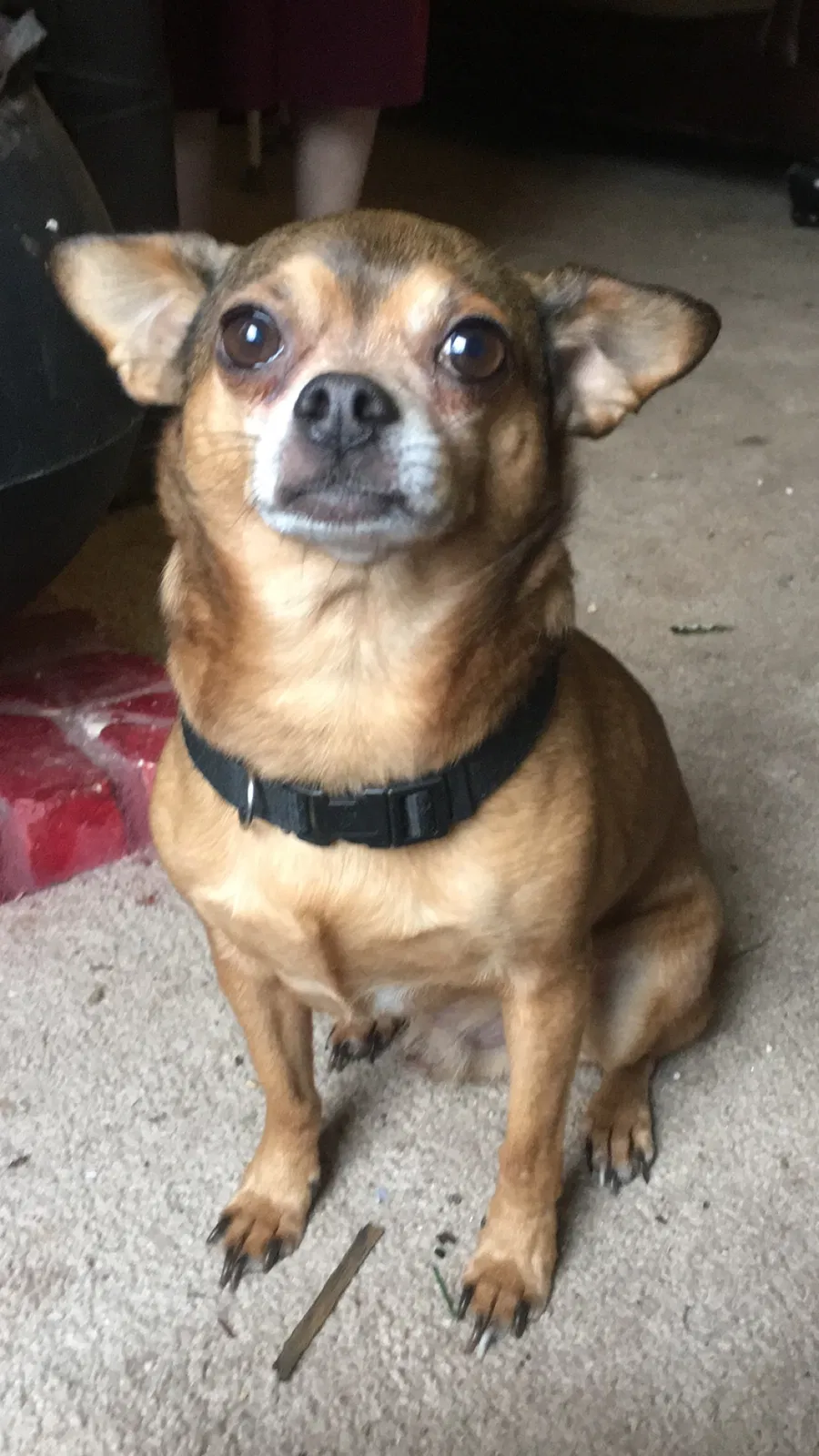 Lost dog in Midland City, AL, 36350