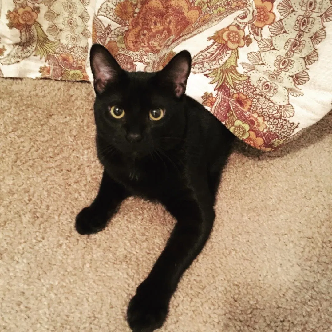 Lost cat in Pensacola, FL, 32526