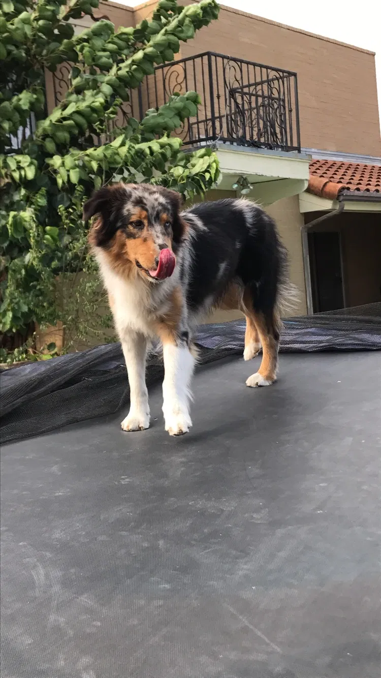 Lost dog in Weslaco, TX, 78596