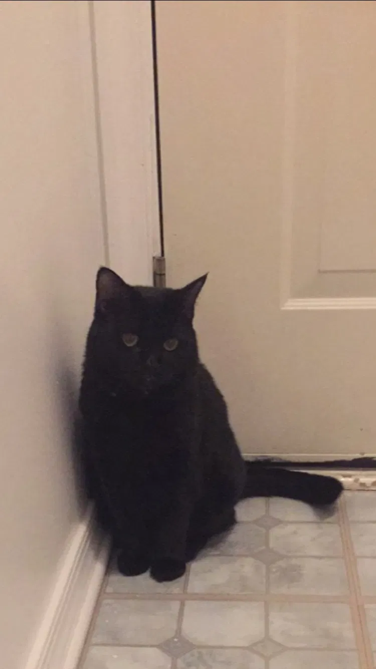Lost cat in Anderson, MO, 64831