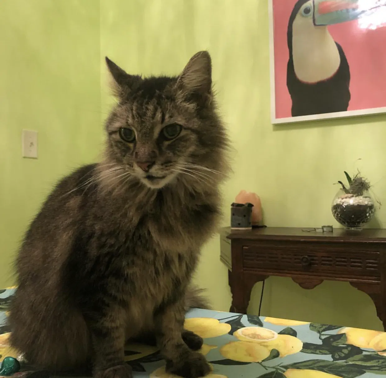 Lost cat in Lake Worth, FL, 33460